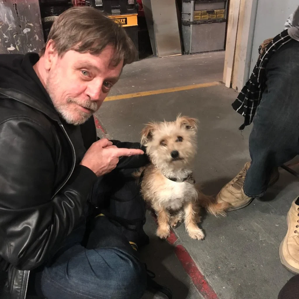  Mark Hamill Biography